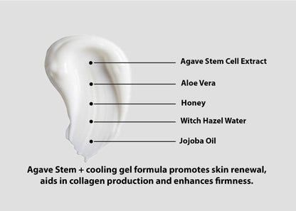AGAVE STEM +