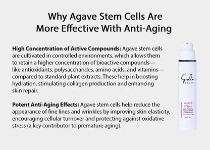 AGAVE STEM +